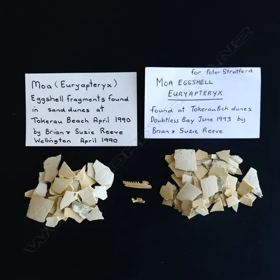 A collection of moa eggshell fragments,